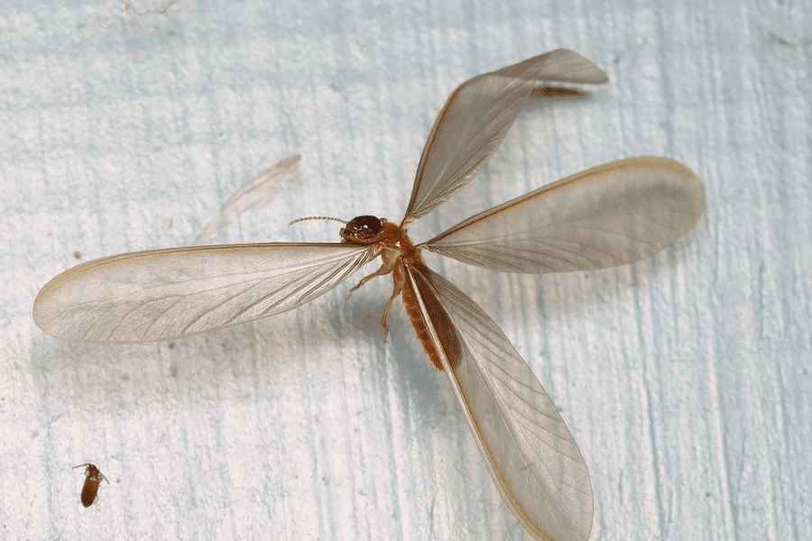 termite alate