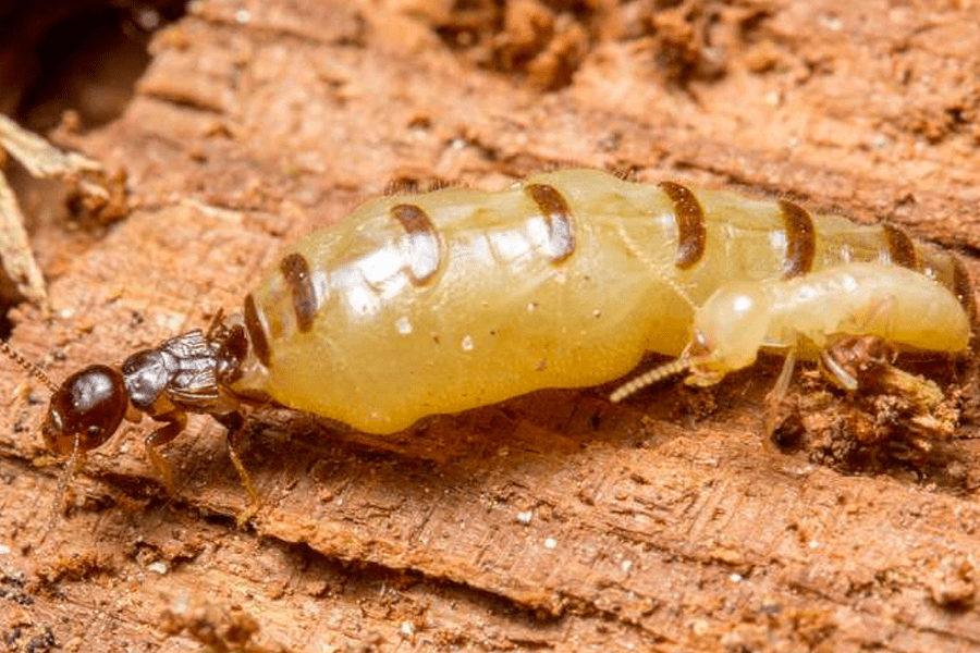 termite queen