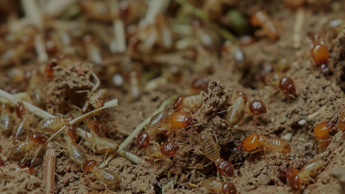 termites pest control