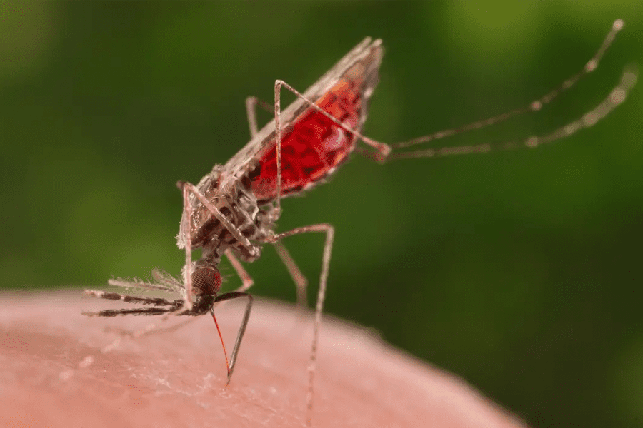 anopheles mosquito