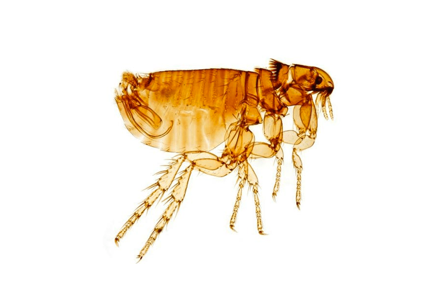 cat flea