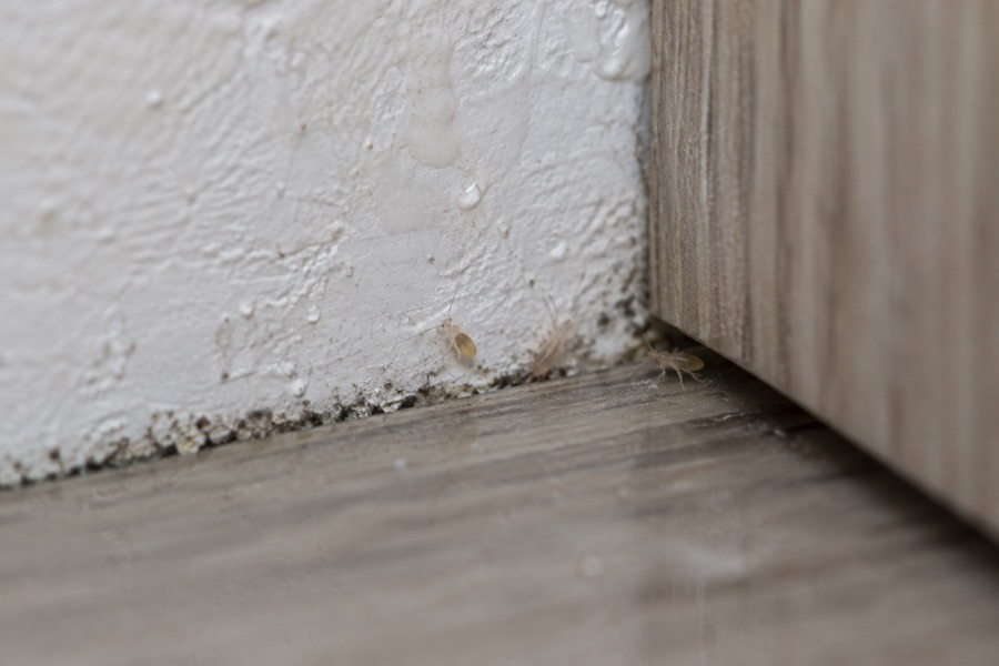 Close-up of tiny booklice-like insects beside a damp cabinet edge